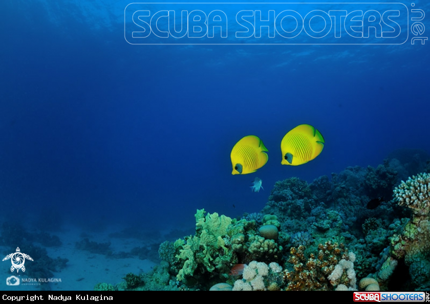 A Blue-cheeked butterfly fish