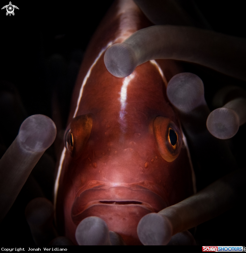 A Pink Clownfish