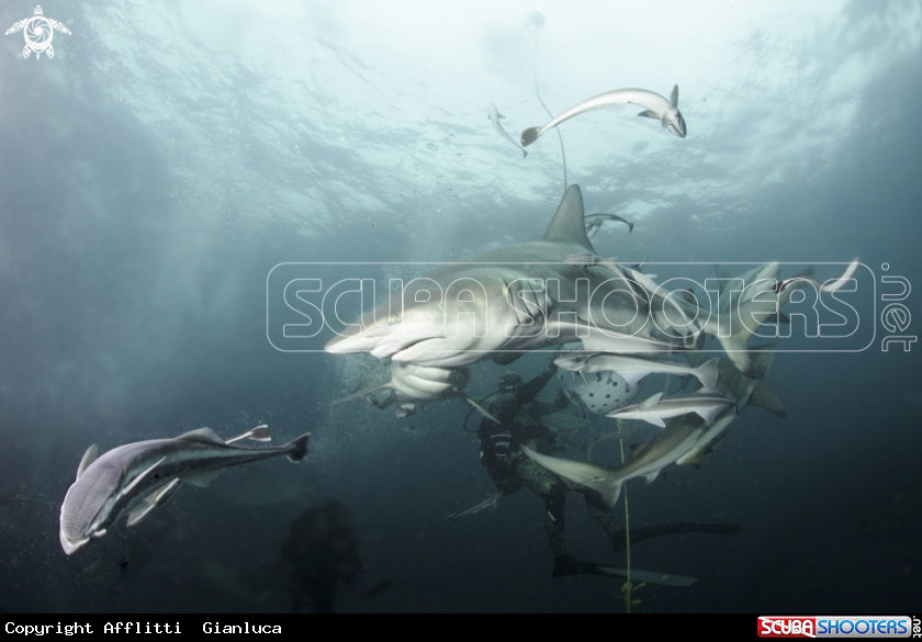 A oceanic black tip shark