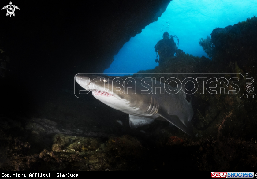 A Reggae Shark