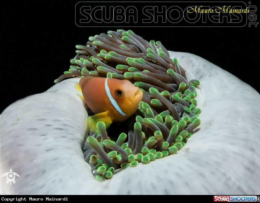 A Clownfish and anemone