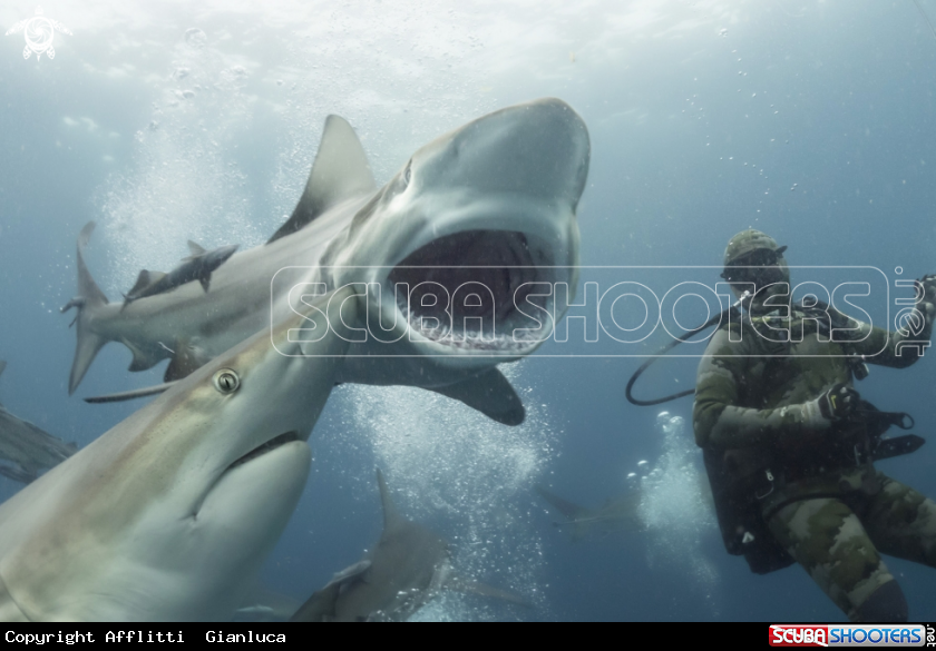 A oceanic black tip shark