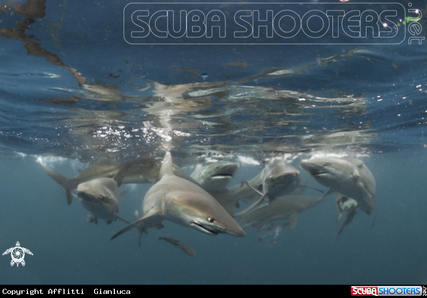 A oceanic black tip shark
