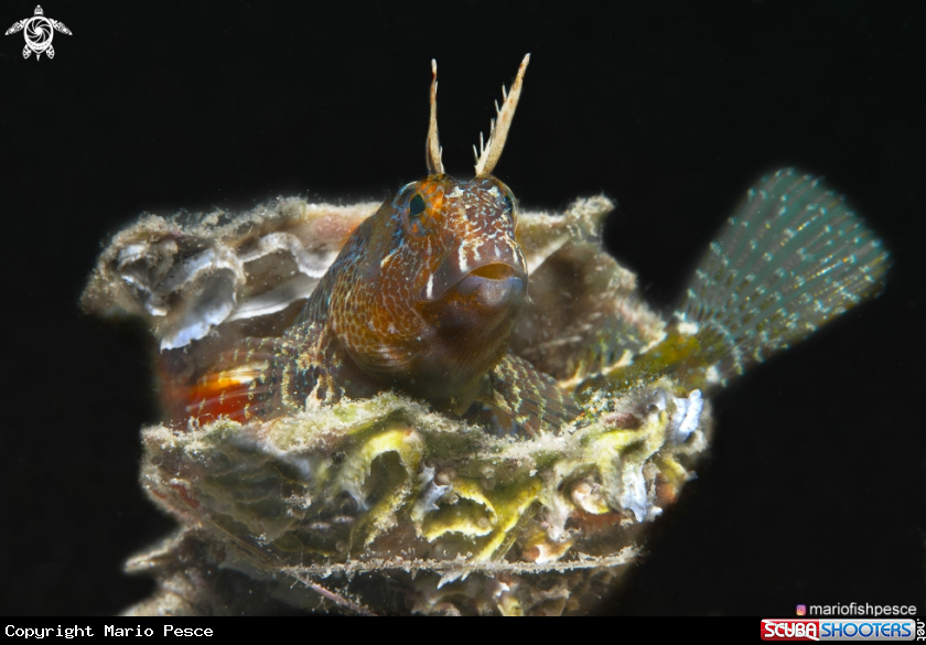A Parablennius tentacularis