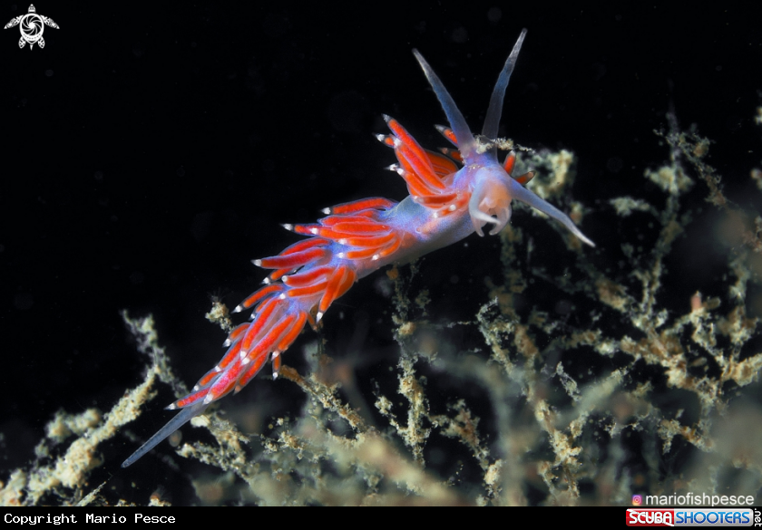 A Edmundsella pedata