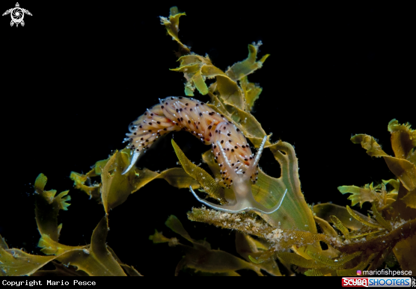 A Caloria elegans