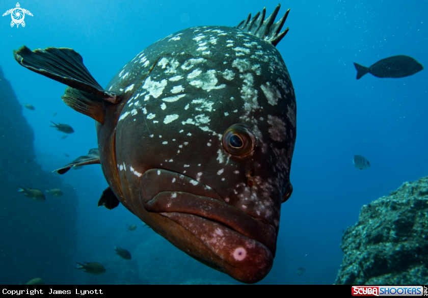 A Dusky Grouper