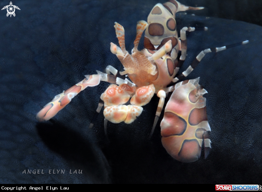 A Harlequin Shrimp