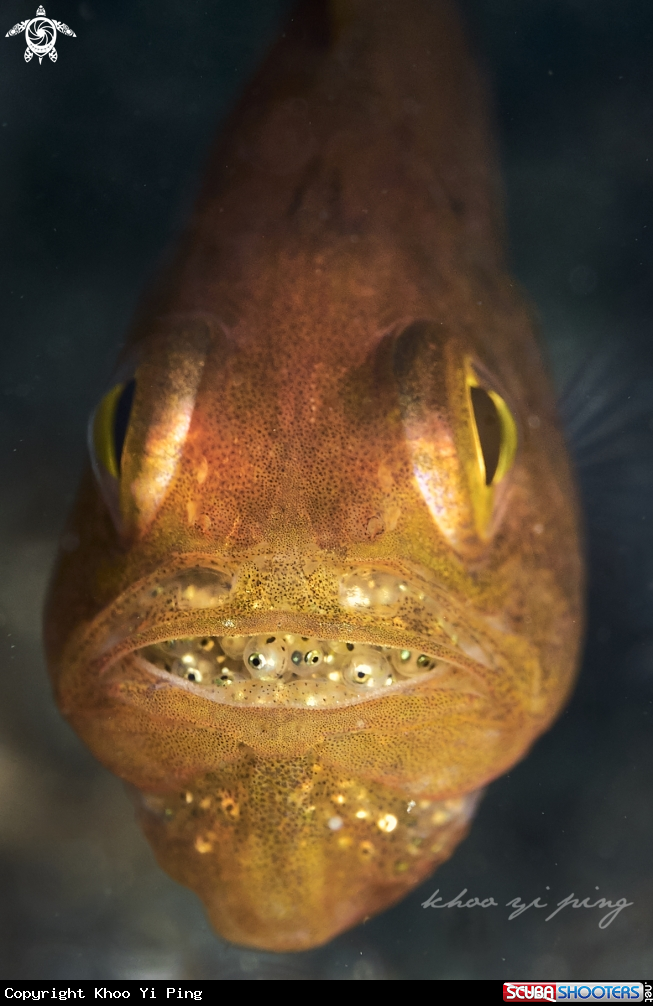 A Cardinal fish