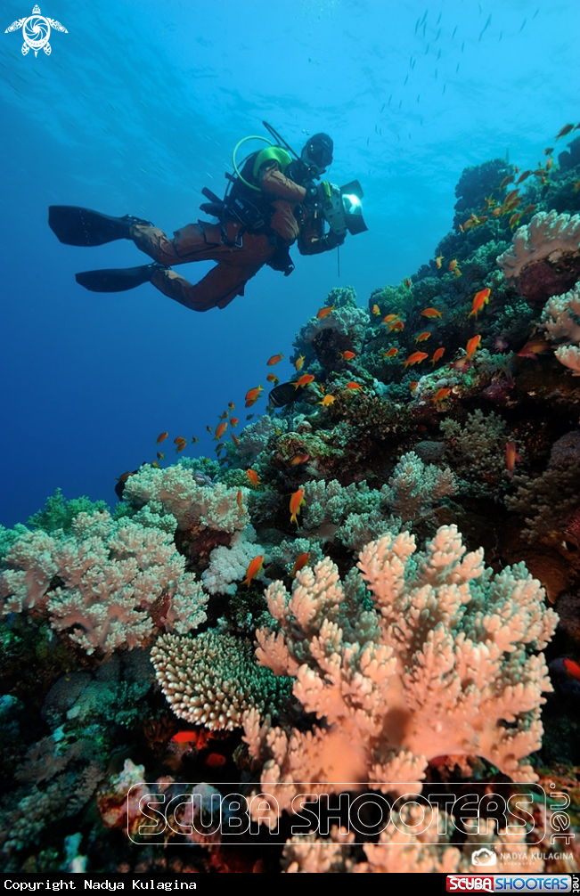 A underwater creature