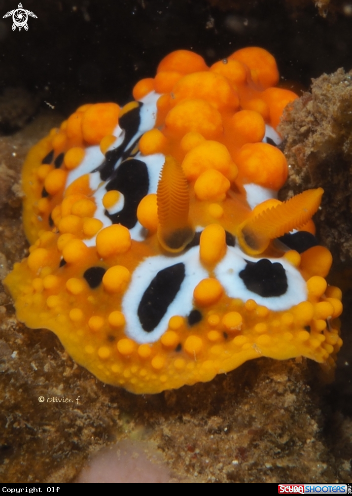 A Ocellate phyllidia