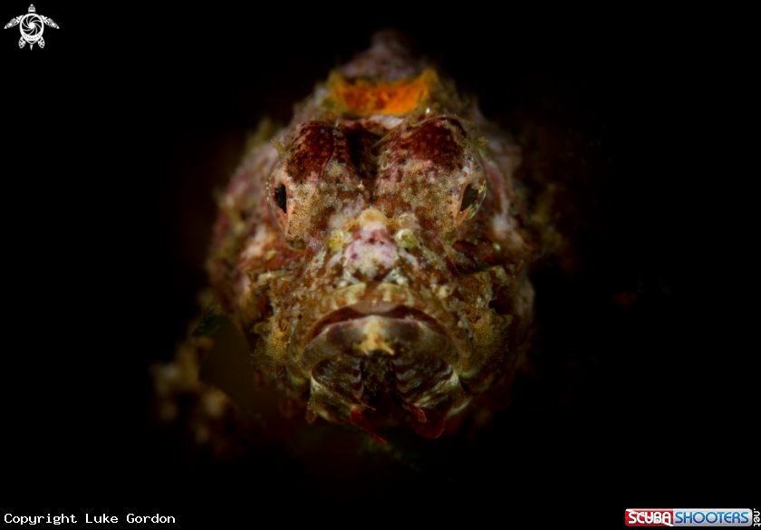 A Flasher Scorpionfish