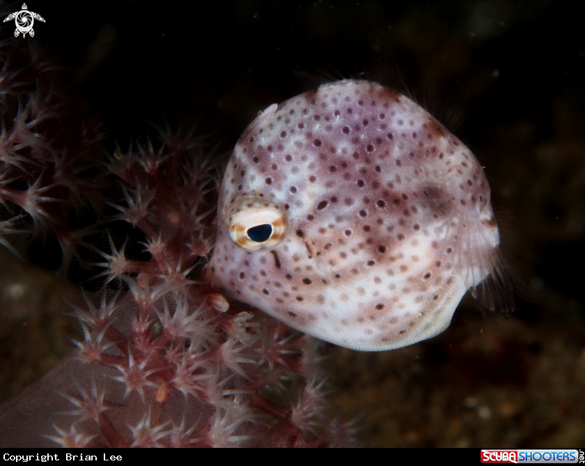 A Puffer fish