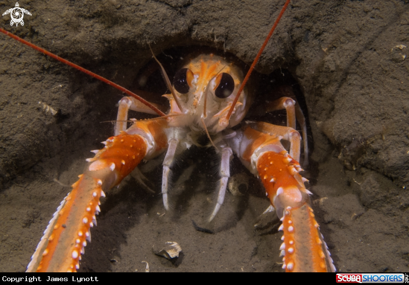 A Langoustine