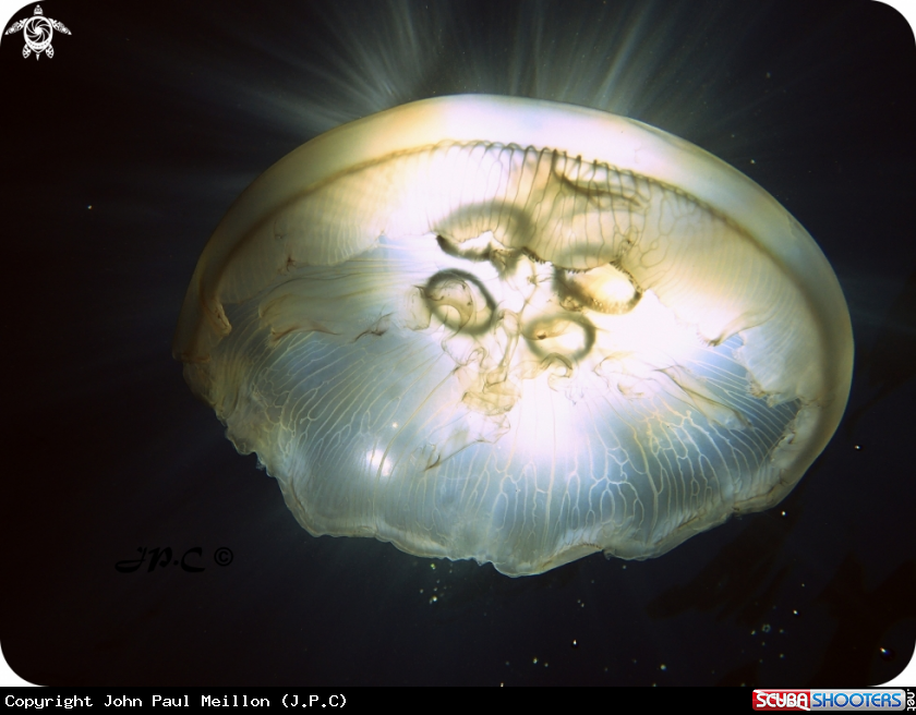 A moon Jelly