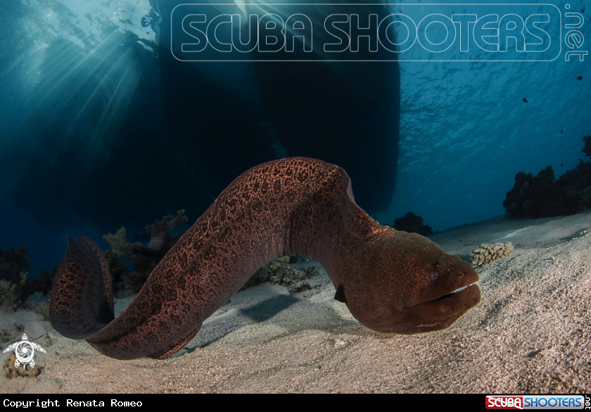 A Moray