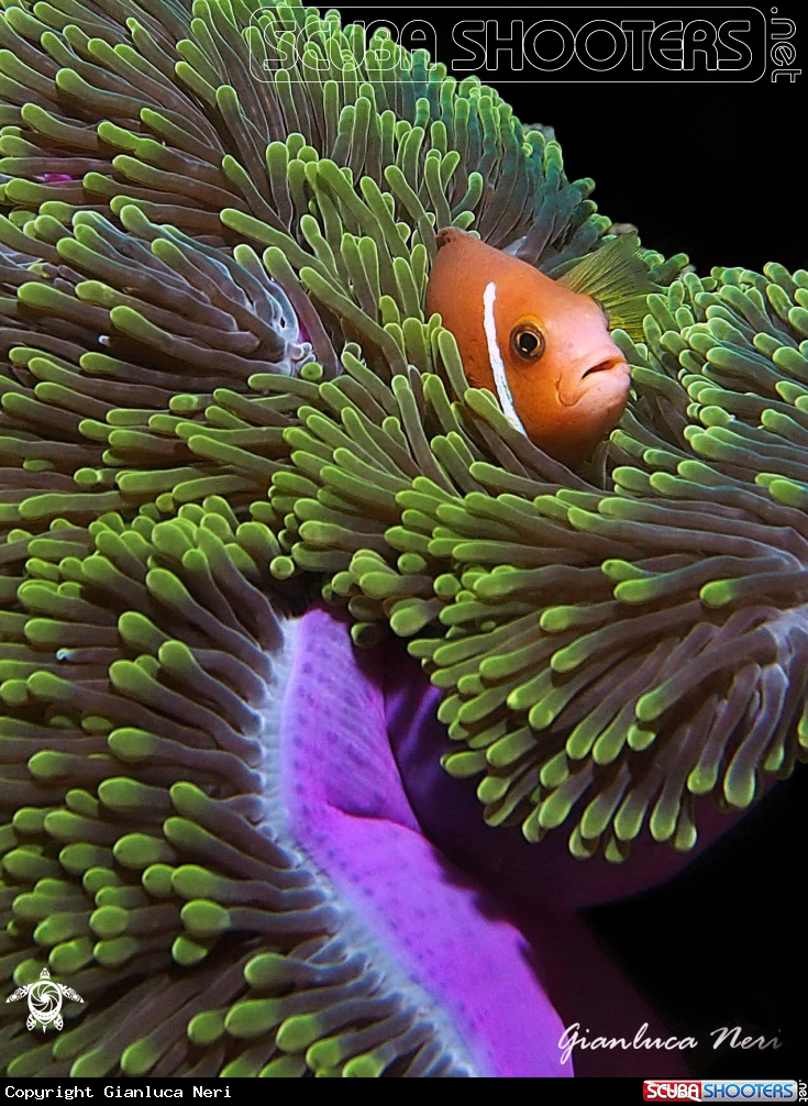 A Clownfish