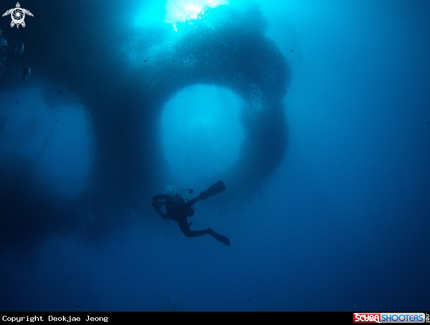 A Sardine  run