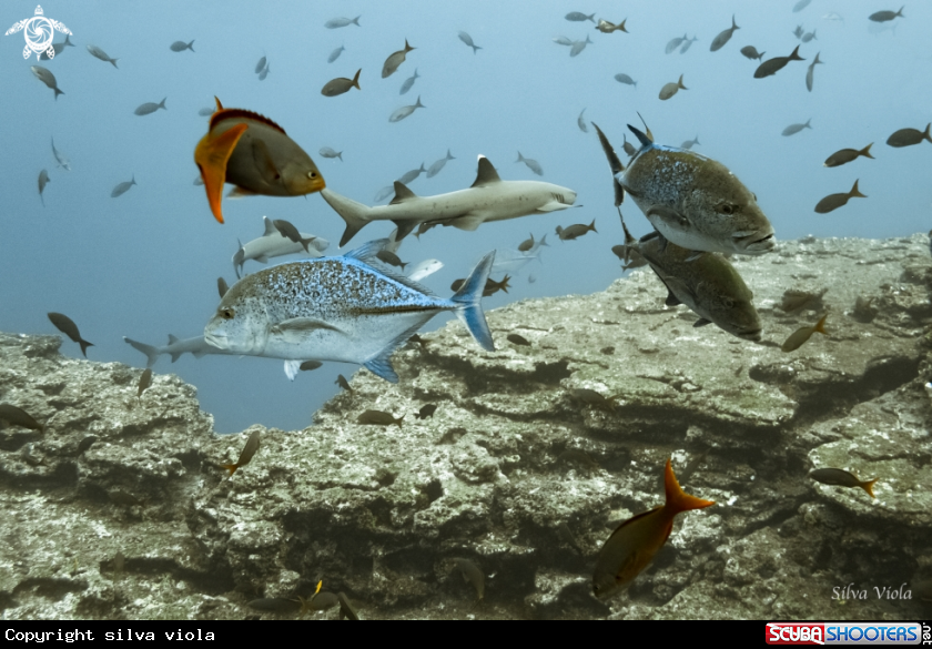 A Bluefin Trevallies and White Tip Sharks