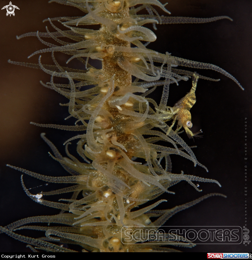 A Wire Coral Shrimp