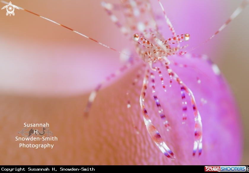 A Spotted cleaner shrimp