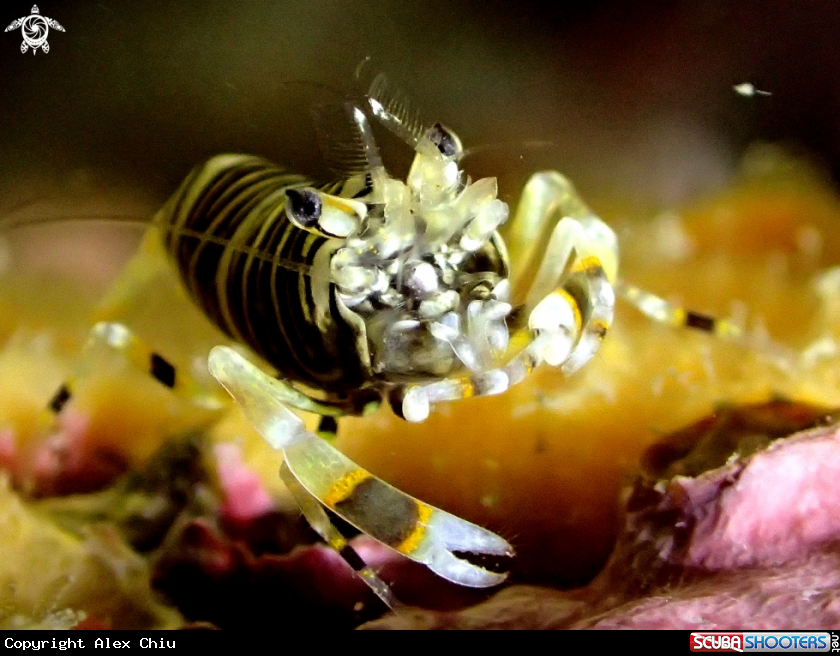 A New Bee Shrimp