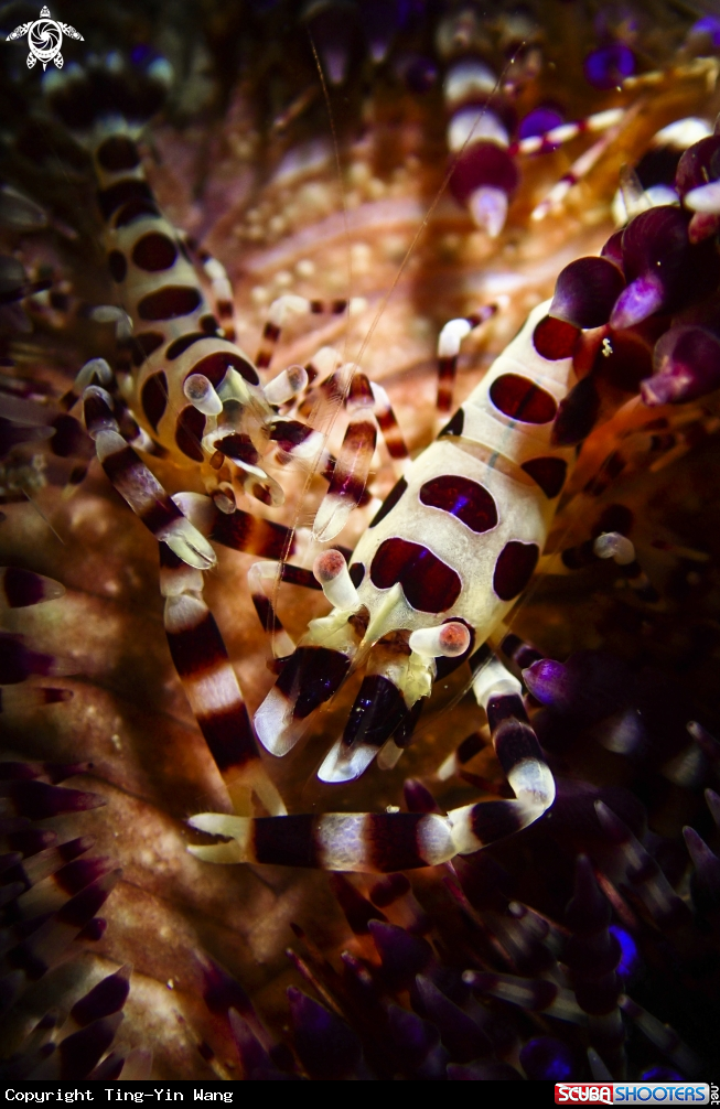 A Periclimenes colemani