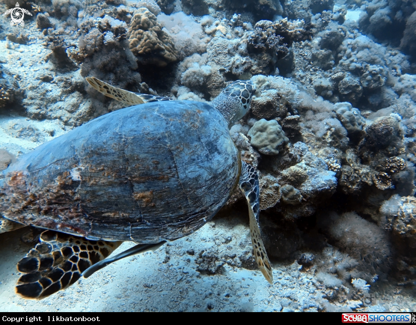 A Green sea turtle