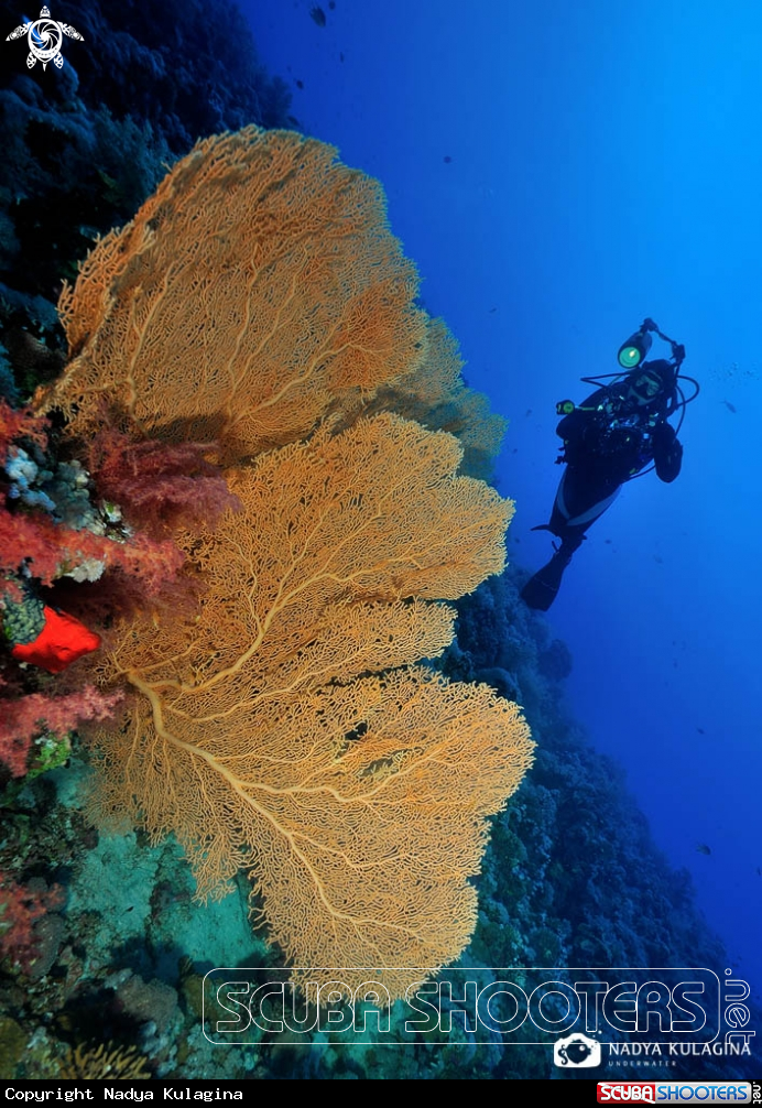 A underwater creature