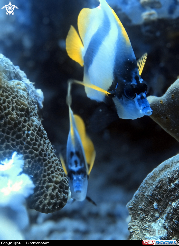 A Angelfish