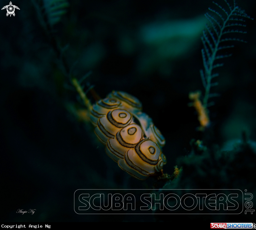 A Nudi