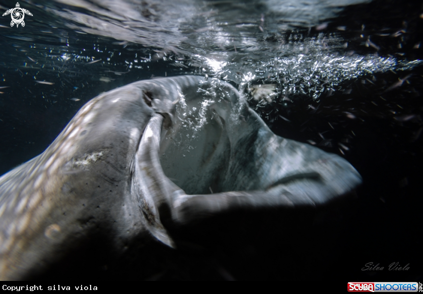 A Whale Shark