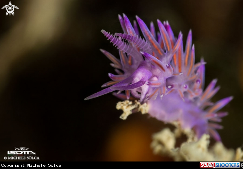 A Flabellina ischitana