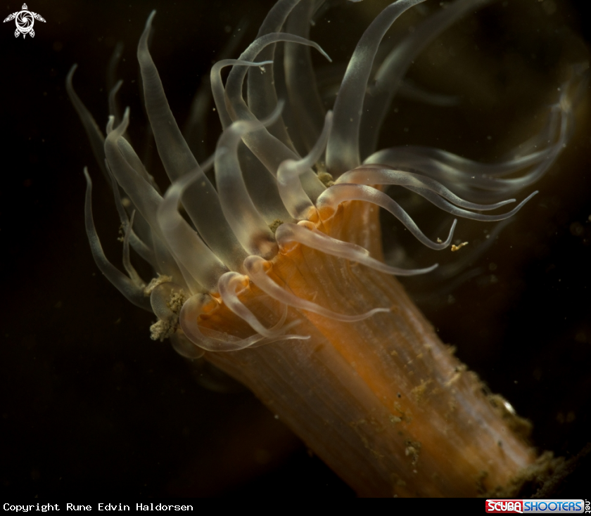 A anemone