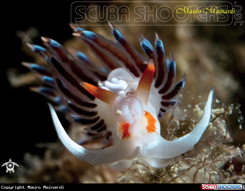 A Nudibranch