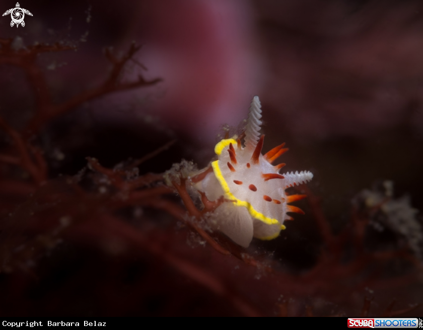 A Nudibranch