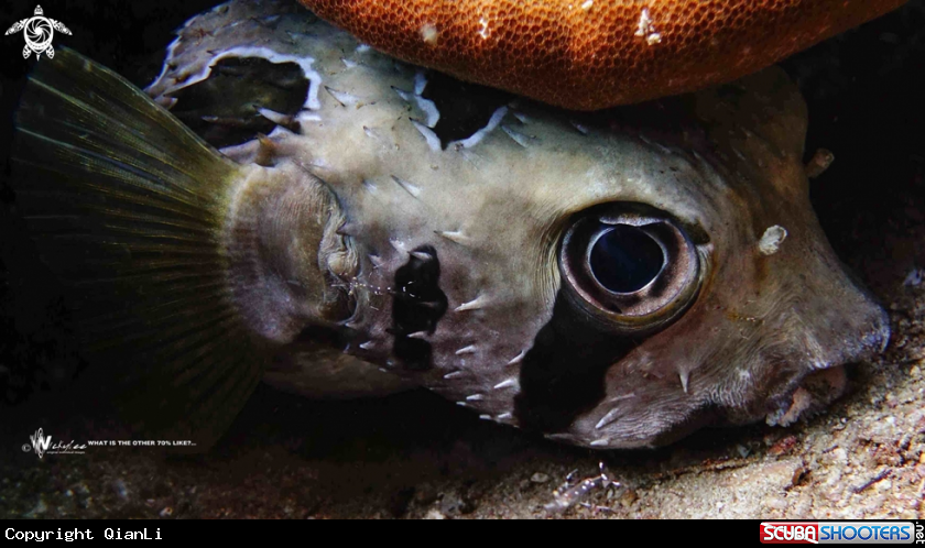 A Porcupinefish