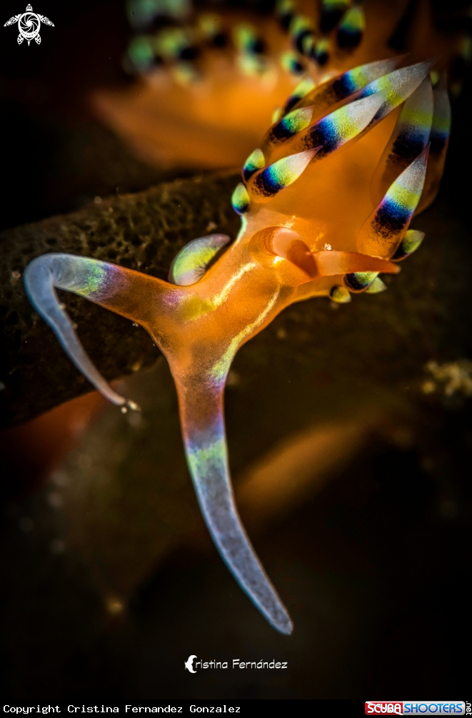 A Nudibranch