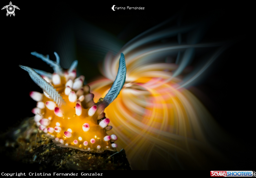 A Nudibranch