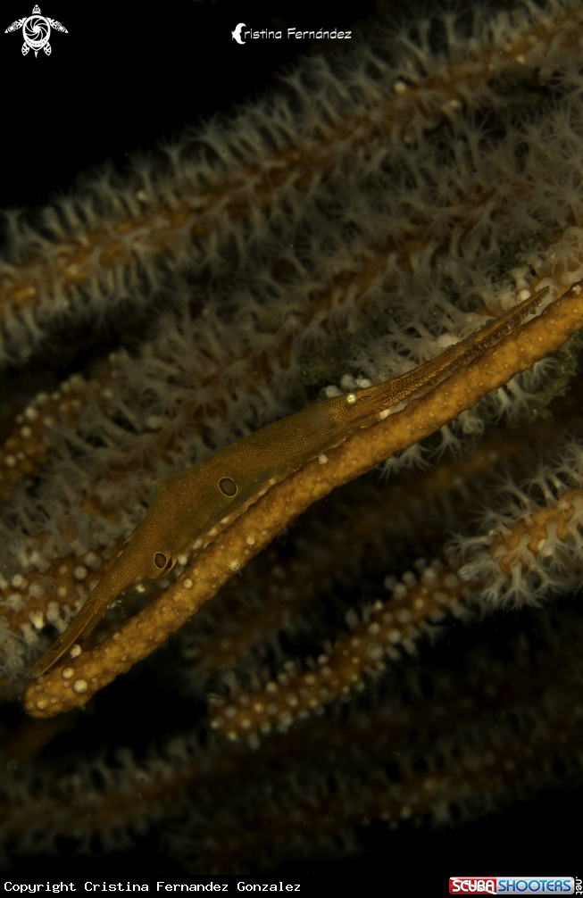 A Shrimp