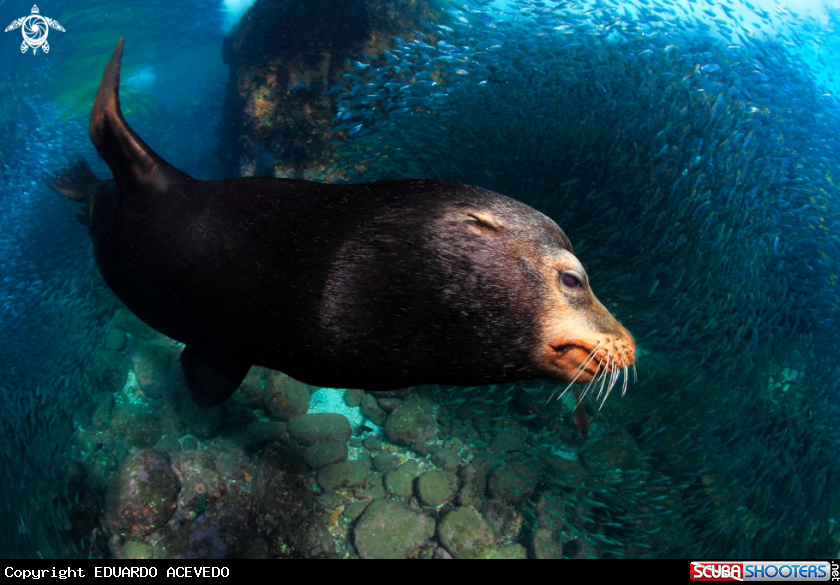 A Sea Lion