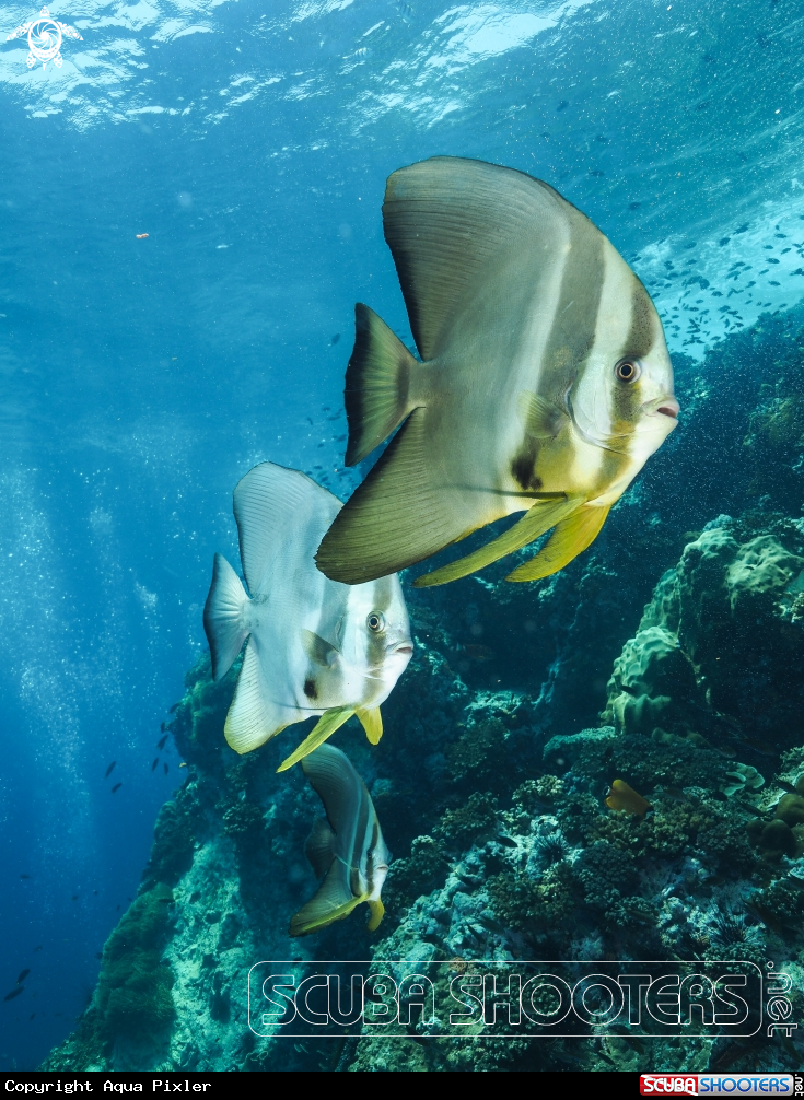 A Batfish