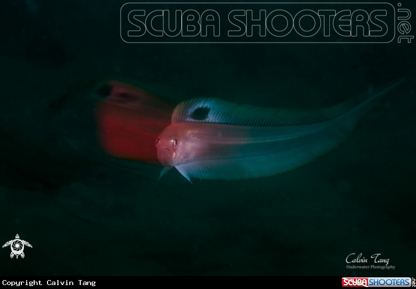 A Acanthocepola