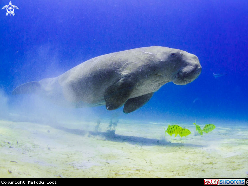 A Dugong