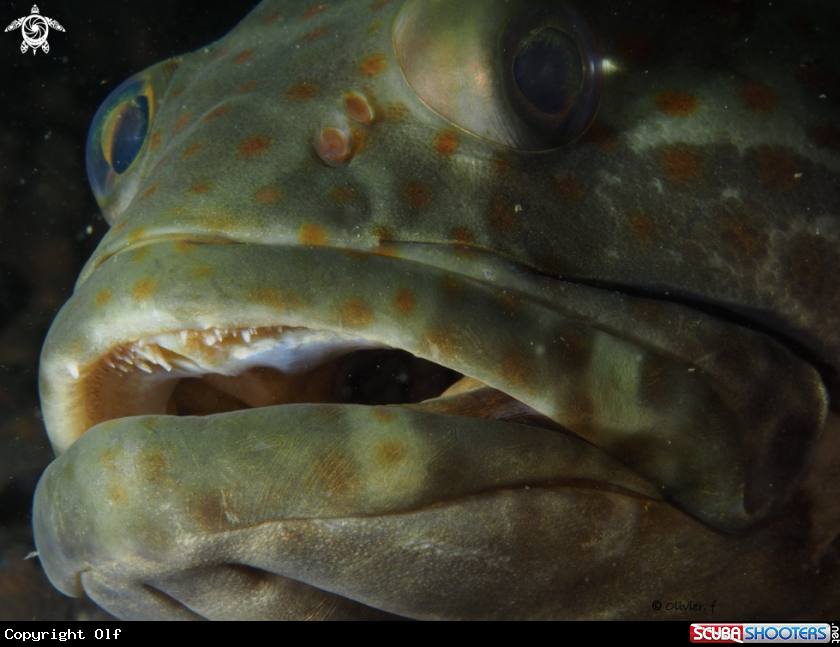 A Orange-spotted grouper