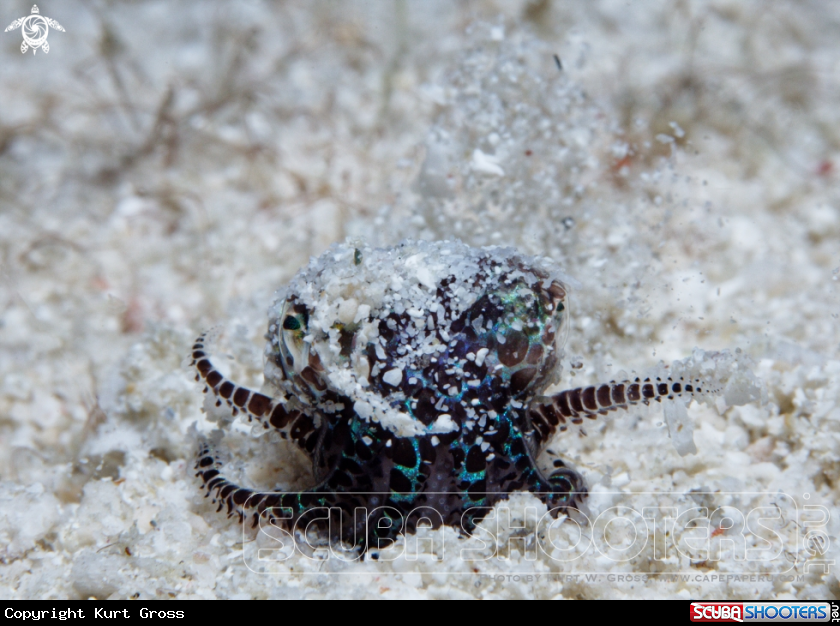 A Boptail Squid