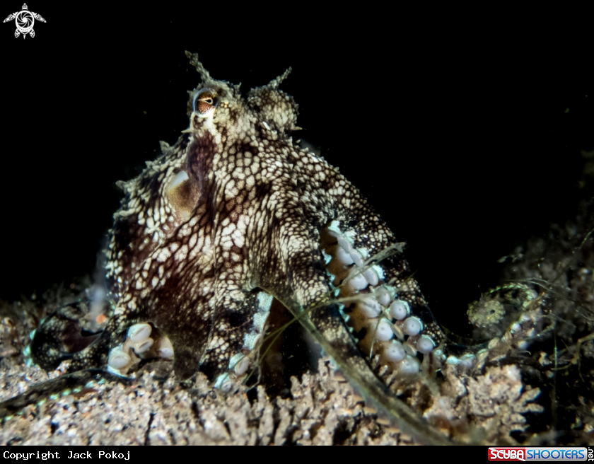 A Coconut octopus