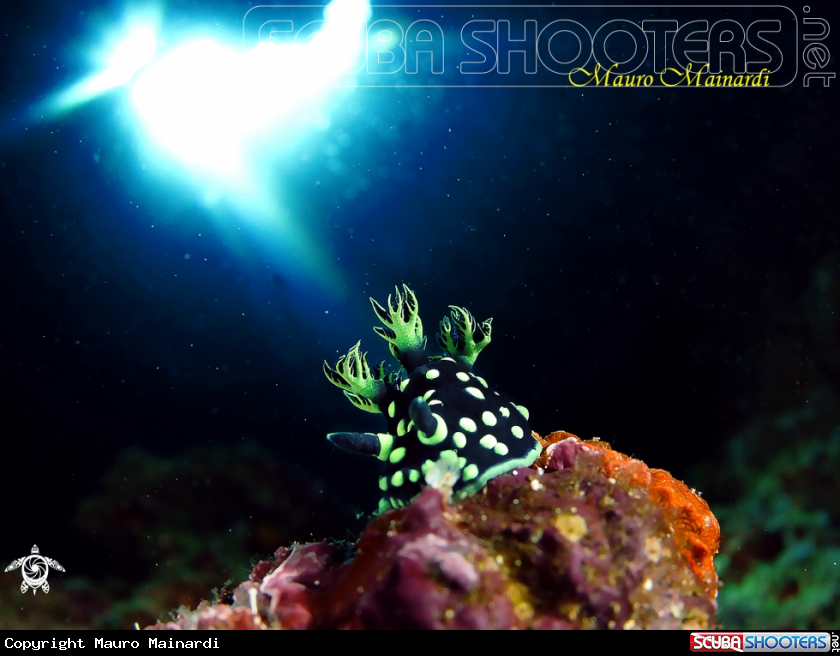 A Nudibranch