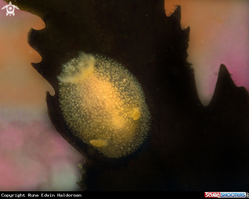 A Onchidoris muricata