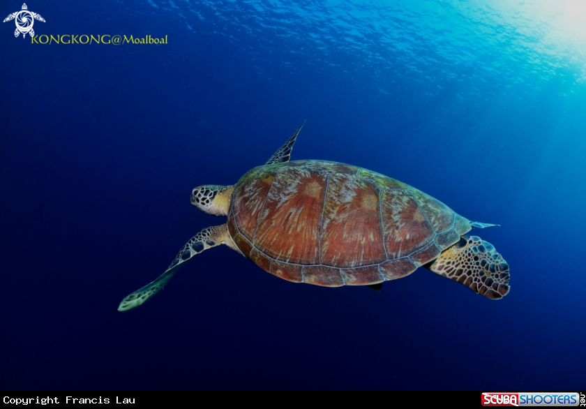A Turtle